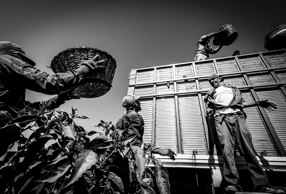 It's Chile Picking Season In Sinaloa México By Matt Mawson