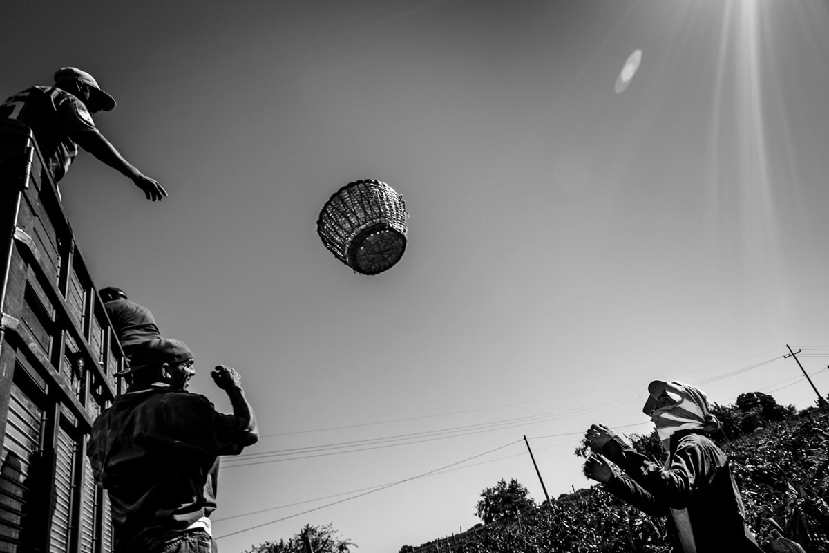 It's Chile Picking Season In Sinaloa México By Matt Mawson