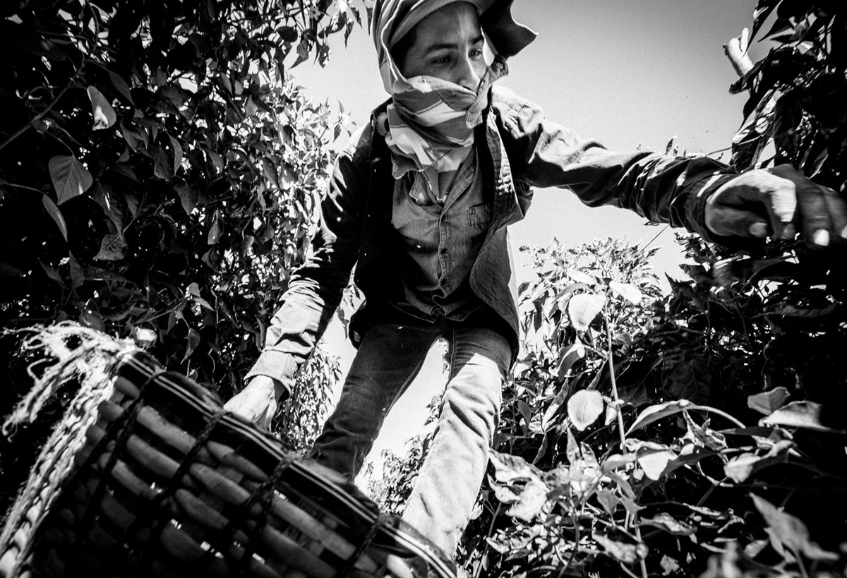 It's Chile Picking Season In Sinaloa México By Matt Mawson