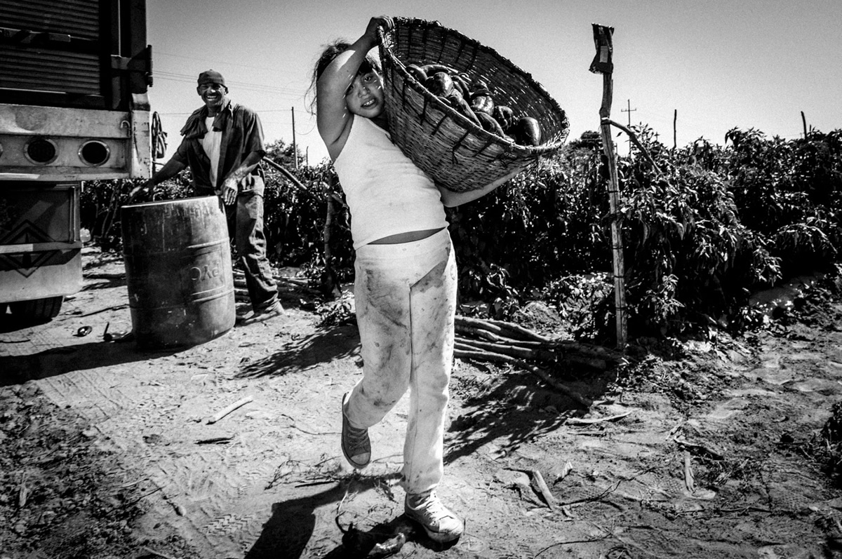 It's Chile Picking Season In Sinaloa México By Matt Mawson