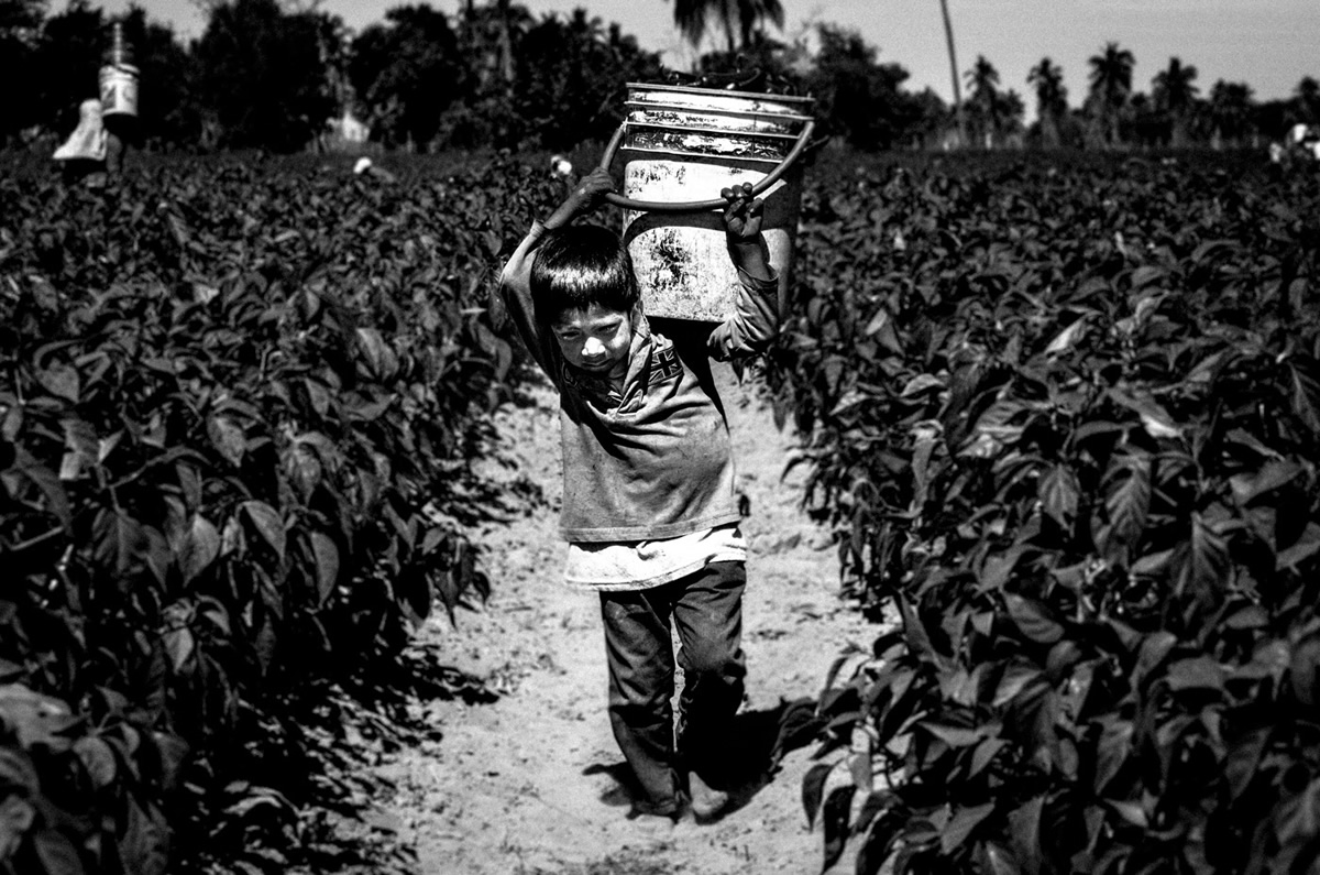 It's Chile Picking Season In Sinaloa México By Matt Mawson