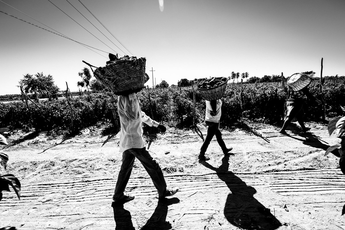 It's Chile Picking Season In Sinaloa México By Matt Mawson