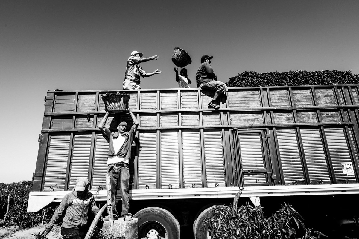 It's Chile Picking Season In Sinaloa México By Matt Mawson