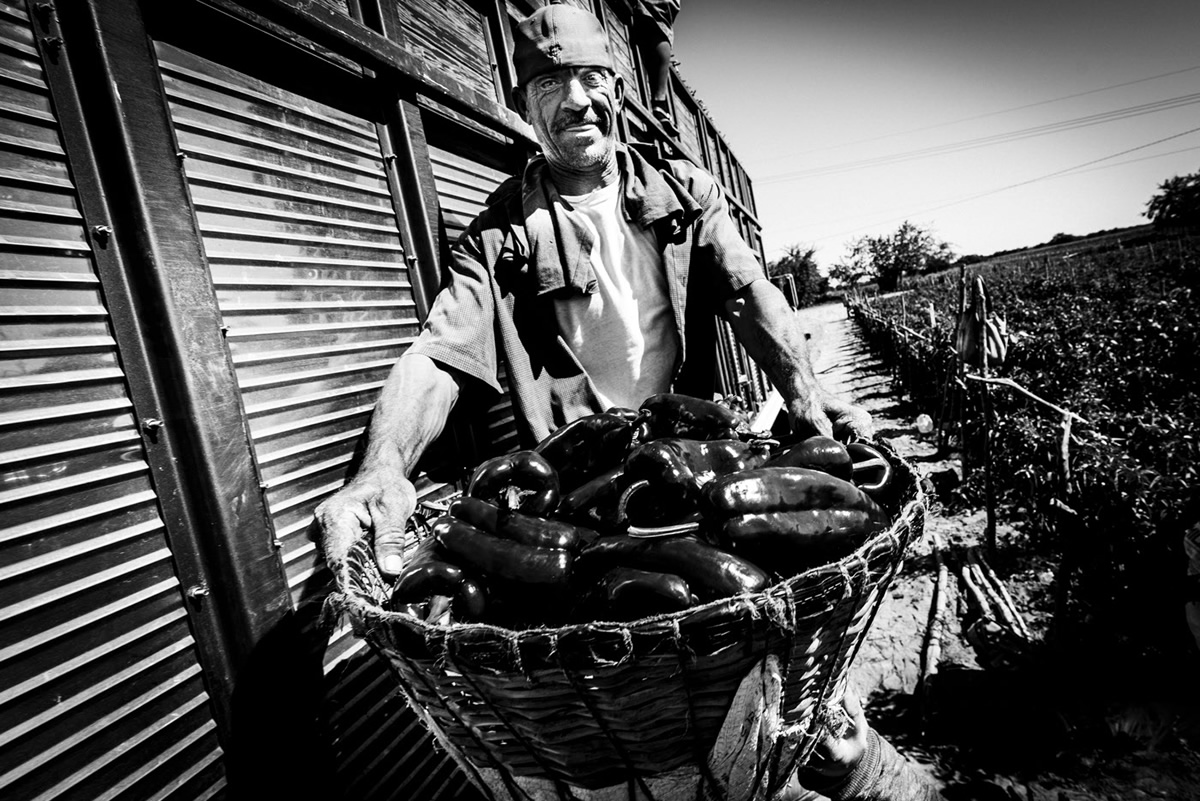 It's Chile Picking Season In Sinaloa México By Matt Mawson