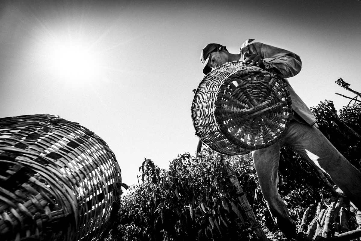 It's Chile Picking Season In Sinaloa México By Matt Mawson