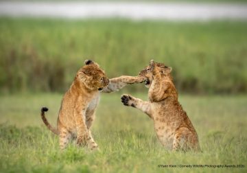 Comedy Wildlife Photography Awards 2020: Best Entries So Far!