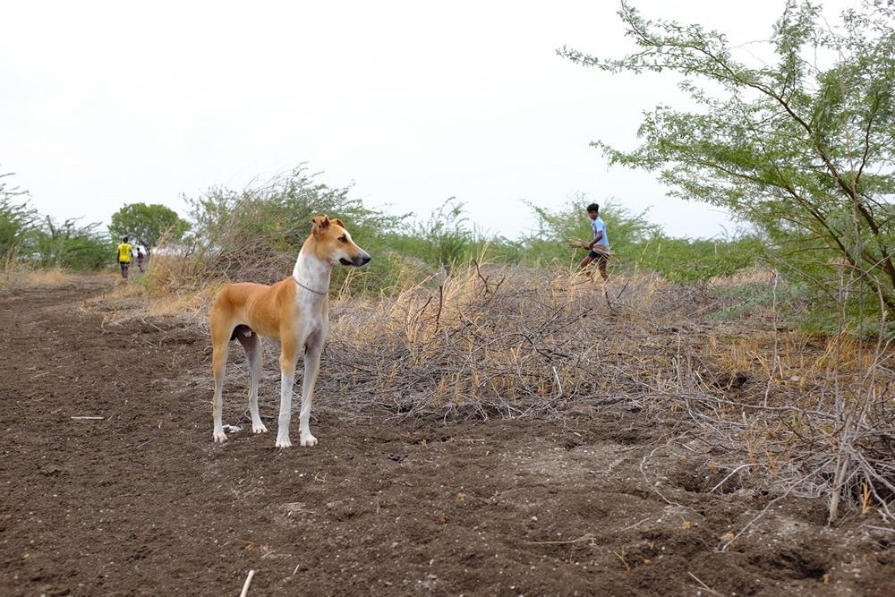 Karisakadu: A Remote Village In TamilNadu By Pranav