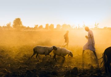 Looking Light In The Eye by Sankar Sridhar