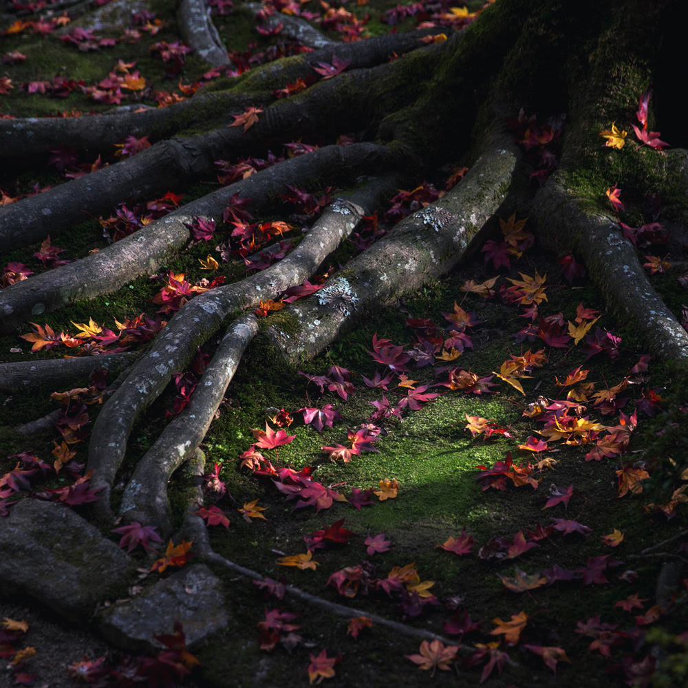 Memories Of Japan: Travel Photographs By Ying Yin