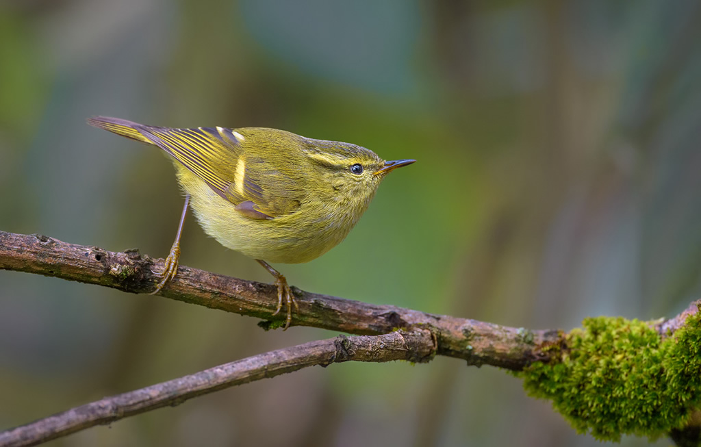 Misty Borong: Romancing With Birds And Flowers By Chandan Hazra