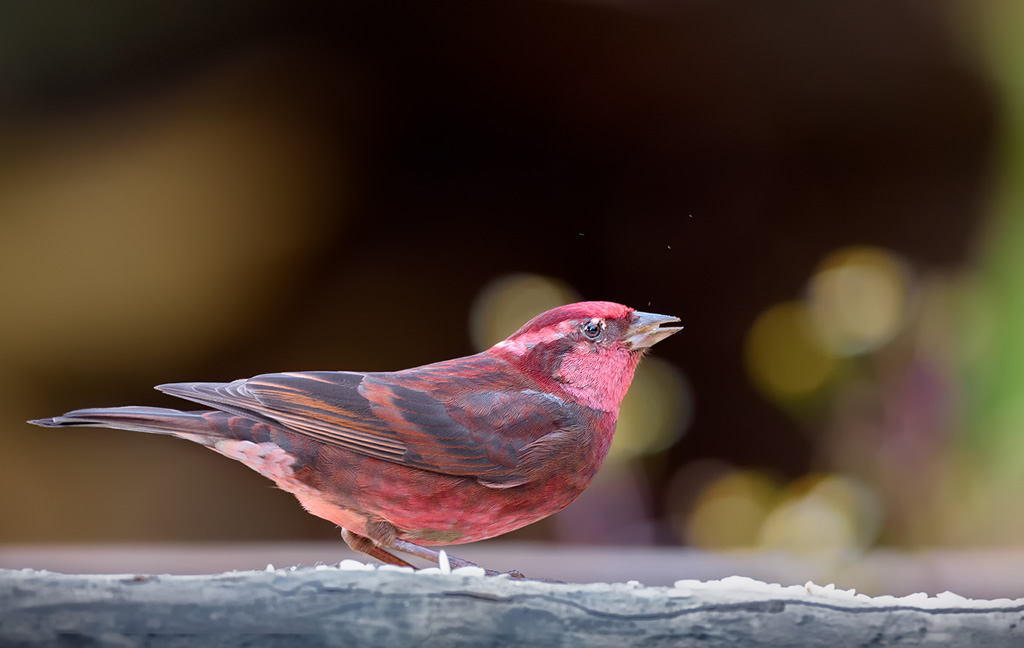 Misty Borong: Romancing With Birds And Flowers By Chandan Hazra