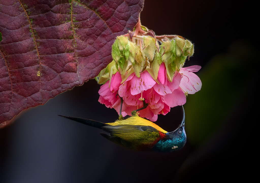 Misty Borong: Romancing With Birds And Flowers By Chandan Hazra