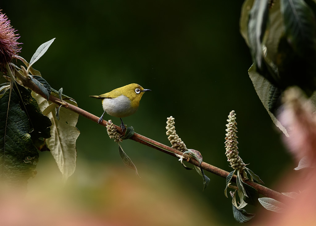 Misty Borong: Romancing With Birds And Flowers By Chandan Hazra