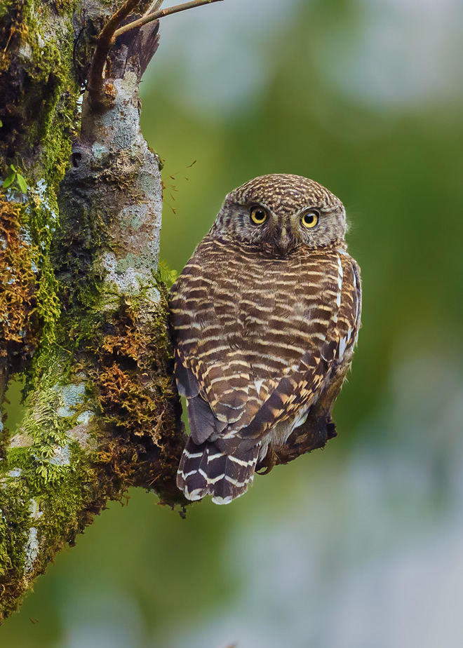 Misty Borong: Romancing With Birds And Flowers By Chandan Hazra