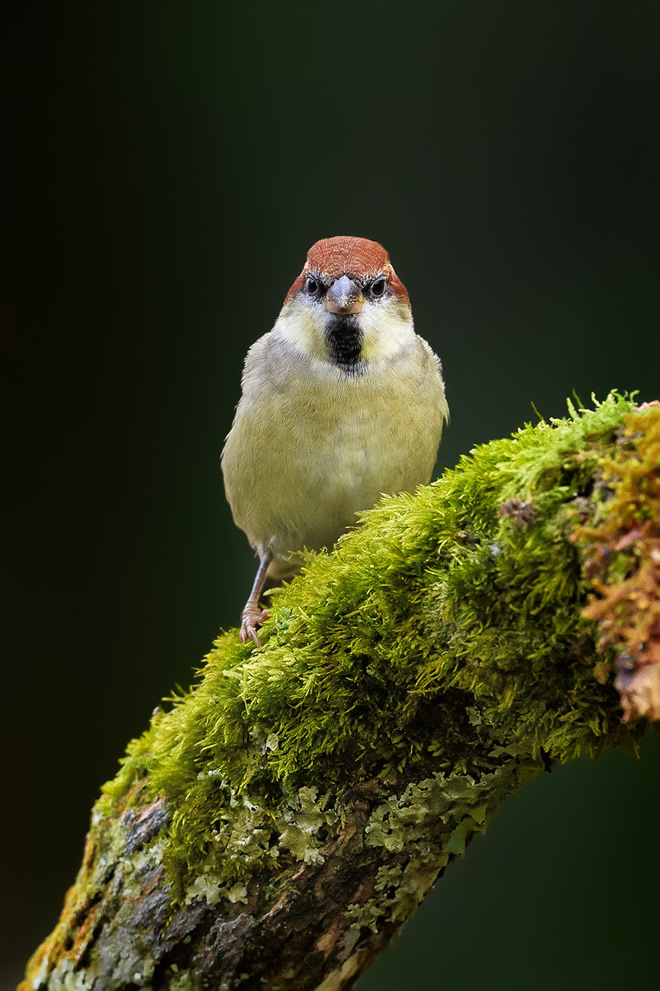 Misty Borong: Romancing With Birds And Flowers By Chandan Hazra