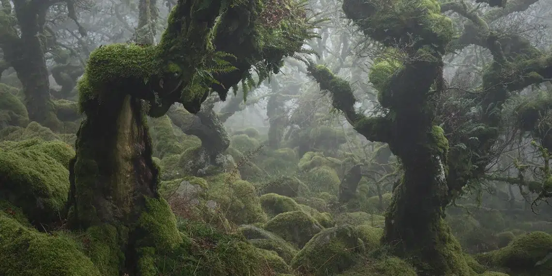 mysical_trees_landscape_photography_neil_burnell_01