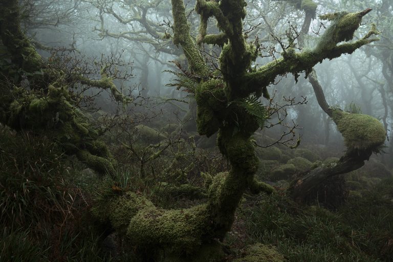 Mystical: Beautiful Trees of Wistman's Wood in Dartmoor, England