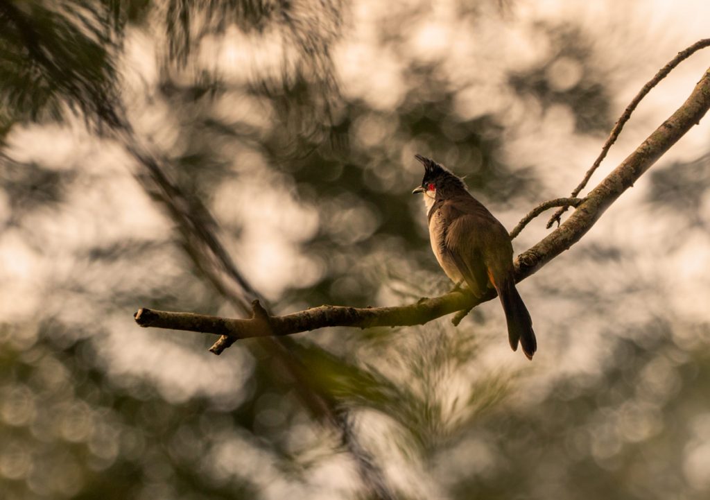 My Personal Best: Indian Photographer Sriram Raghavan - 121clicks.com