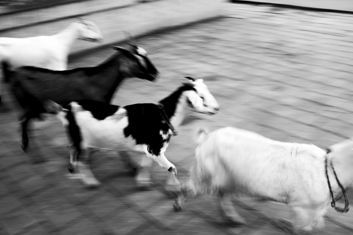 West Bengal In Black & White By Bishnu Goenka