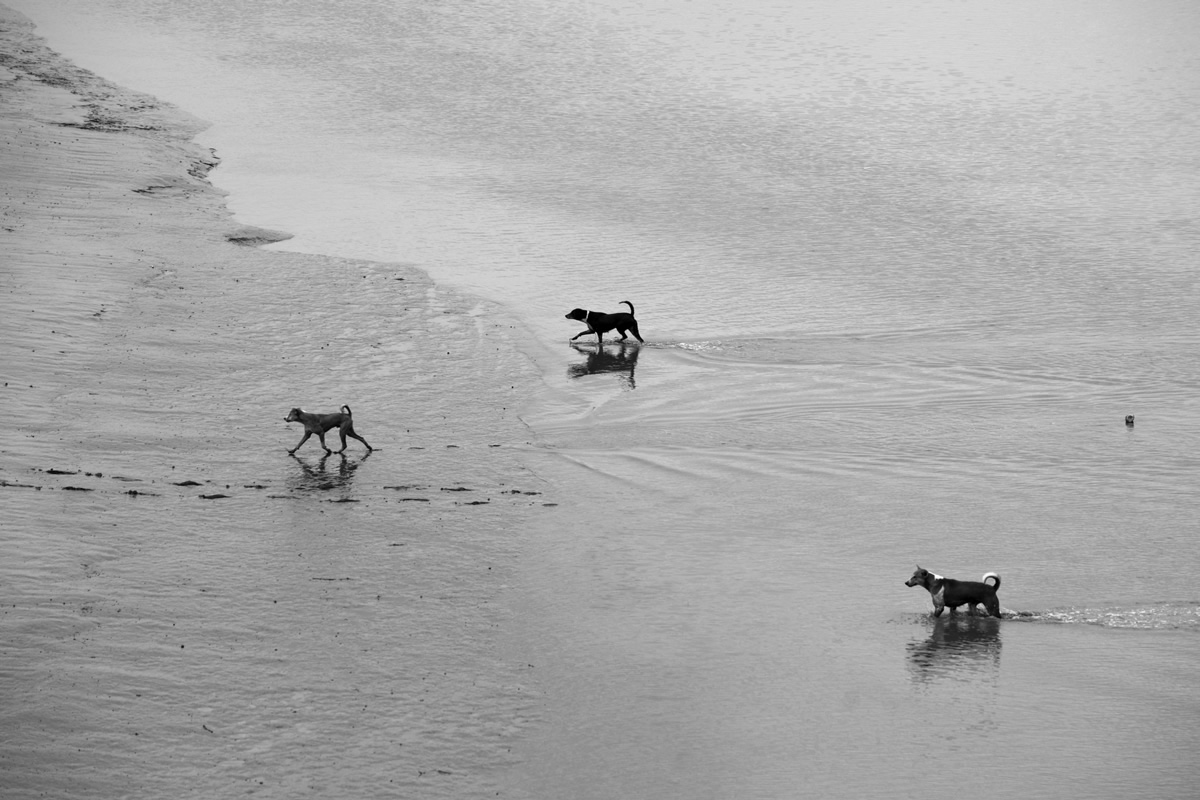 West Bengal In Black & White By Bishnu Goenka