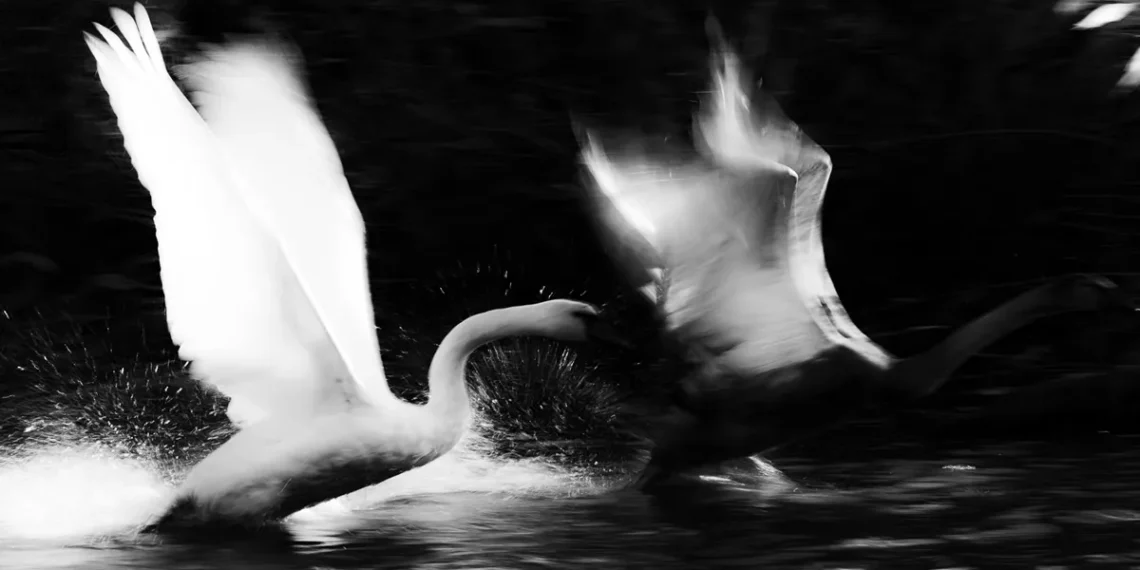 Two swans fighting on water, dramatic black and white wildlife photo