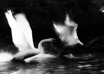 Two swans fighting on water, dramatic black and white wildlife photo