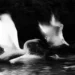 Two swans fighting on water, dramatic black and white wildlife photo