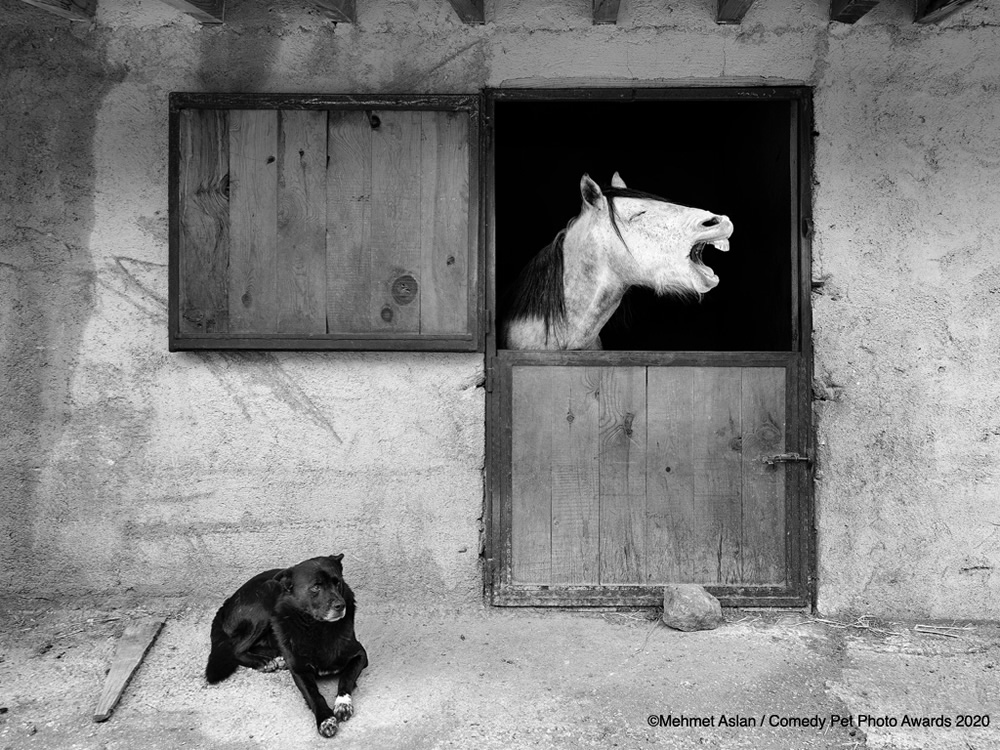 Mars Petcare Comedy Pet Photo Awards 2020: Best Entries So Far!