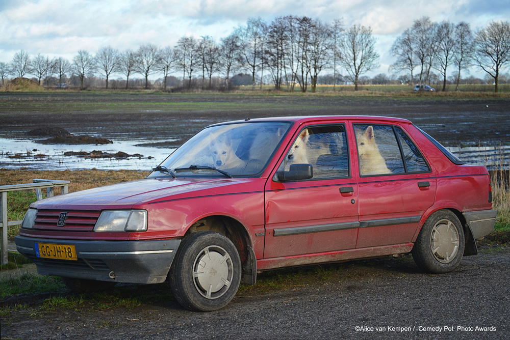 The Shepherd Familys Road Trip by Alice-van-Kempen