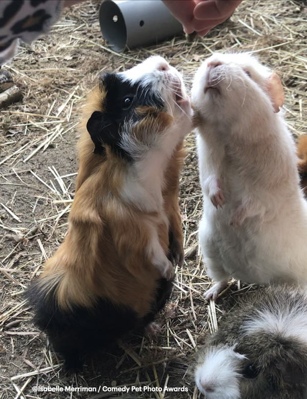 Guinea Pigs Doing Tricks by Isabelle Merriman