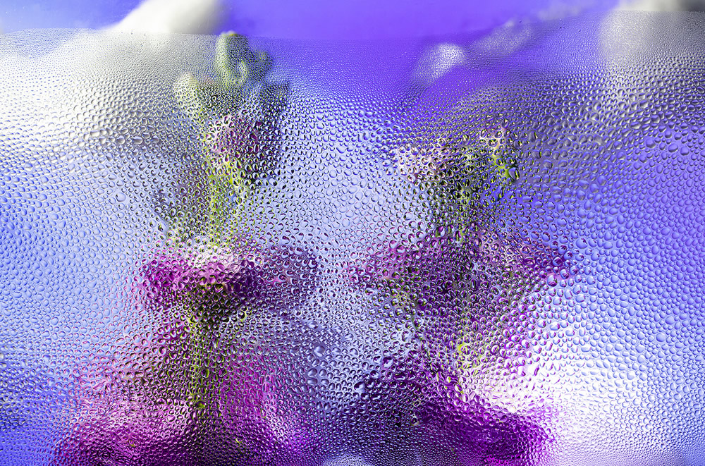 Inside Out: Beautiful Floral Photography By Davy Evans