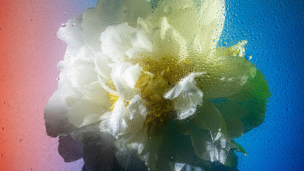 Inside Out: Beautiful Floral Photography By Davy Evans