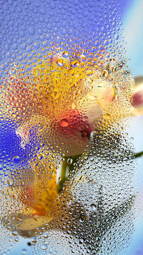 Inside Out: Beautiful Floral Photography By Davy Evans