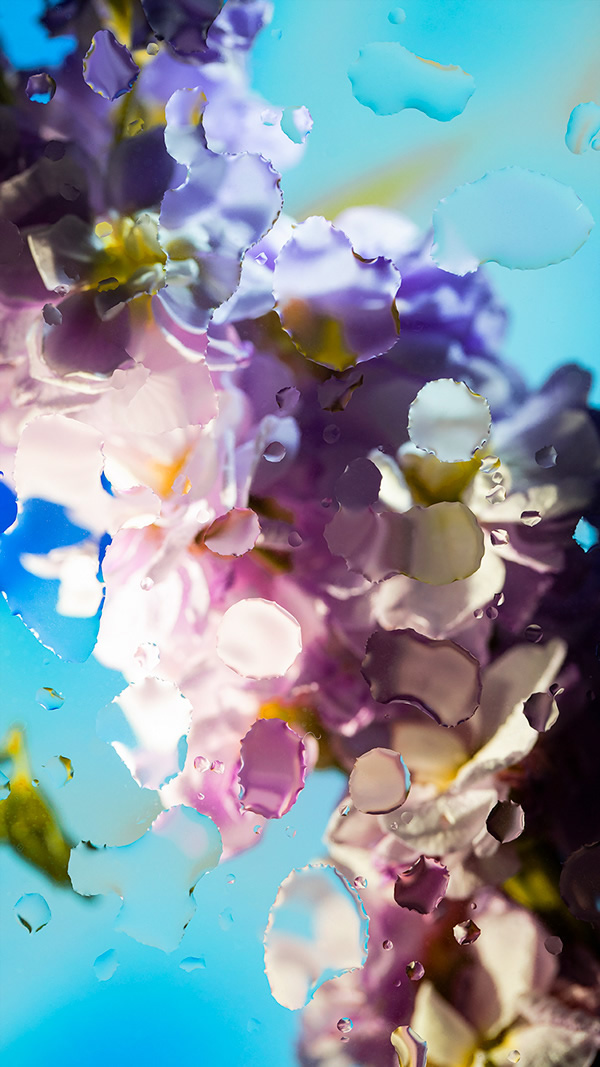 Inside Out: Beautiful Floral Photography By Davy Evans