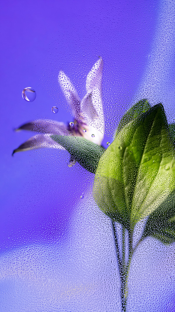 Inside Out: Beautiful Floral Photography By Davy Evans