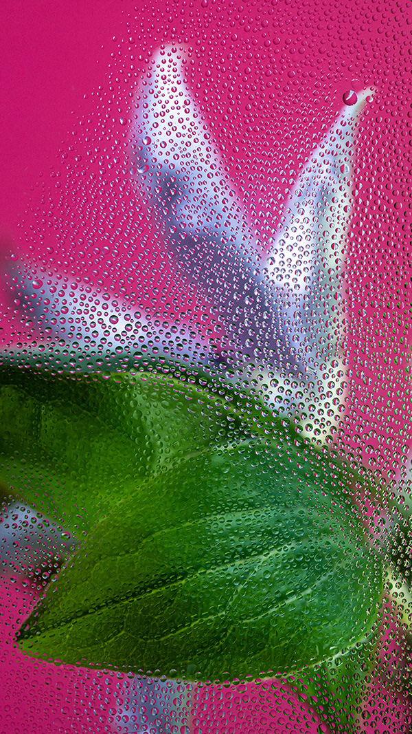 Inside Out: Beautiful Floral Photography By Davy Evans