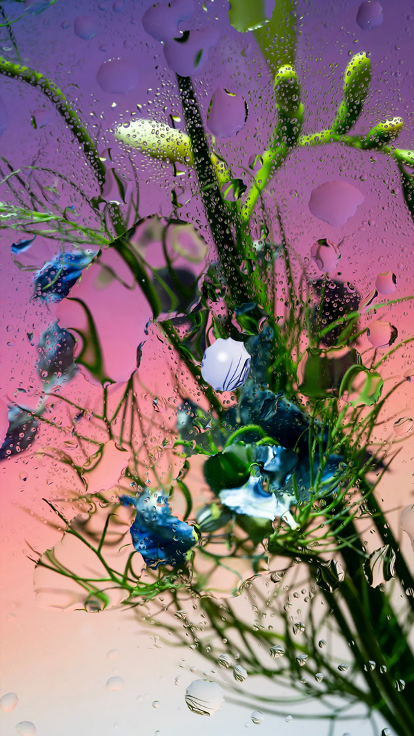 Inside Out: Beautiful Floral Photography By Davy Evans