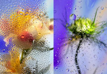 Inside Out: Beautiful Floral Photography By Davy Evans