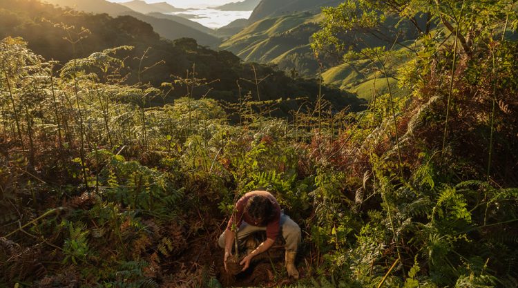 Meet The Forest Growers Of Mata Atlântica By Renato Stockler