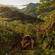 Meet The Forest Growers Of Mata Atlântica By Renato Stockler