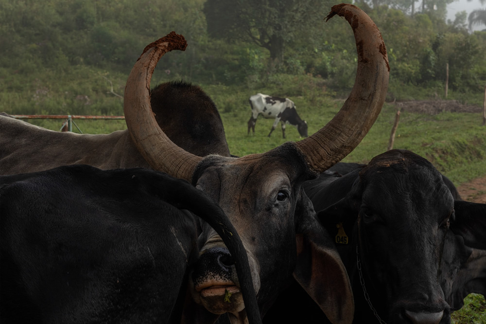 Forest Growers Of Mata Atlântica By Renato Stockler