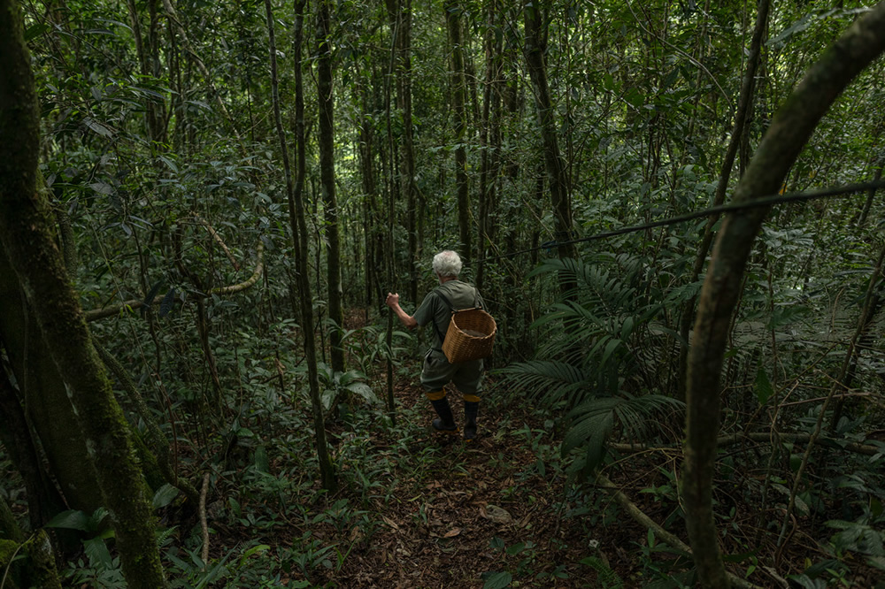 Forest Growers Of Mata Atlântica By Renato Stockler