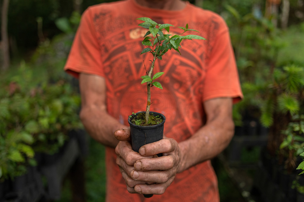 Forest Growers Of Mata Atlântica By Renato Stockler