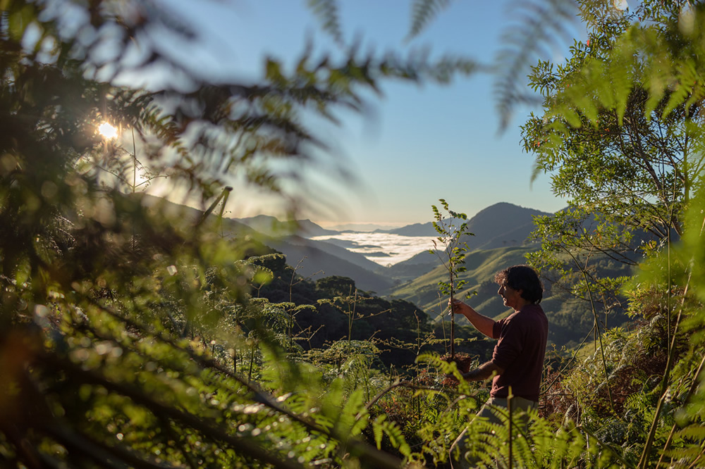 Forest Growers Of Mata Atlântica By Renato Stockler