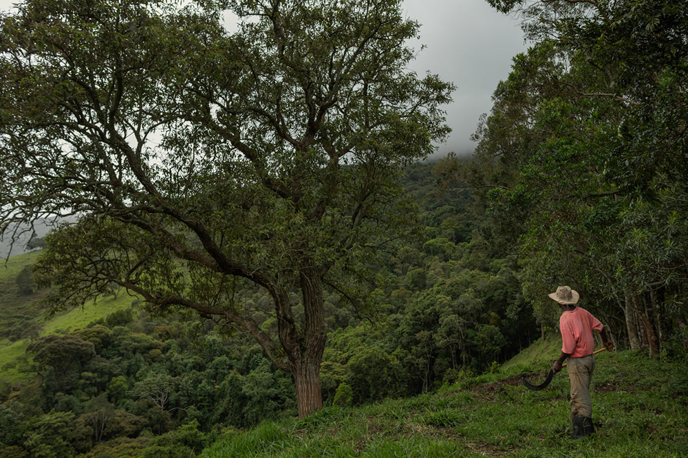 Forest Growers Of Mata Atlântica By Renato Stockler