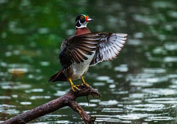 Maiden Visit Of Beautiful American Wood Duck By Saurabh Sirohiya