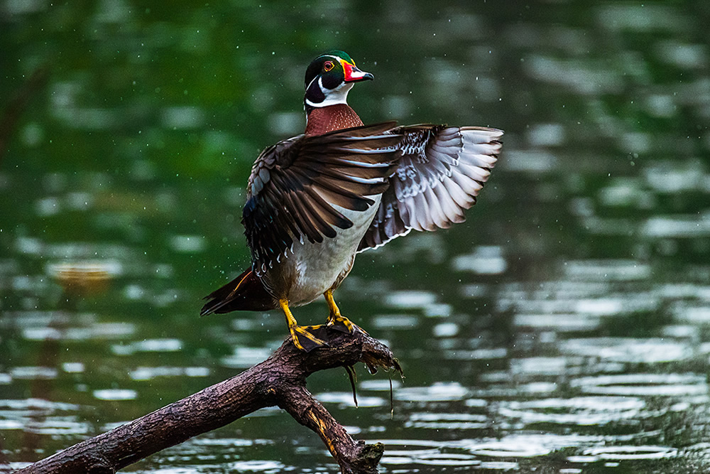 Maiden Visit Of Beautiful American Wood Duck By Saurabh Sirohiya