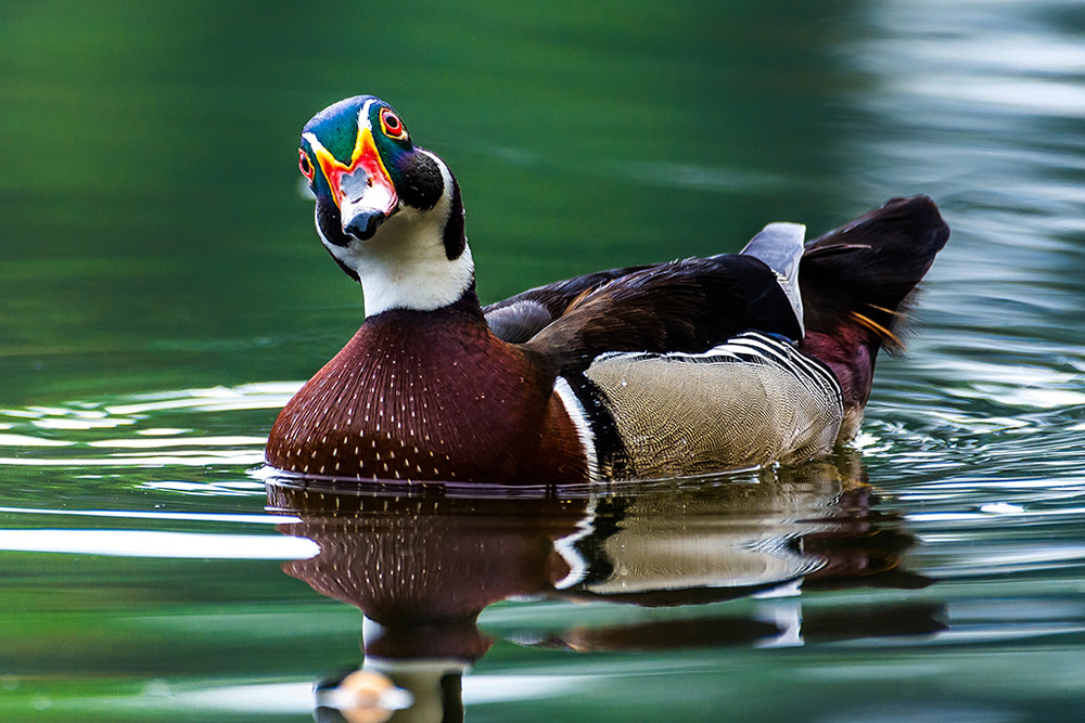 Maiden Visit Of Beautiful American Wood Duck By Saurabh Sirohiya