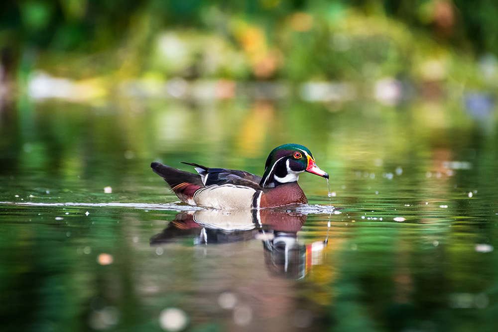 Maiden Visit Of Beautiful American Wood Duck By Saurabh Sirohiya