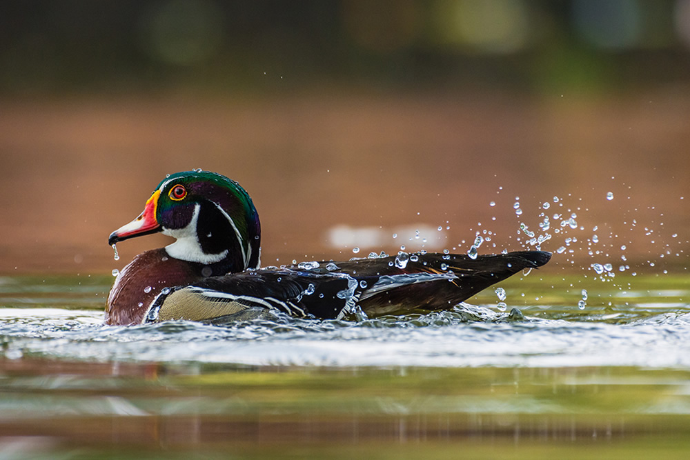 Maiden Visit Of Beautiful American Wood Duck By Saurabh Sirohiya